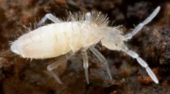 Hogyan lehet megszabadulni a beltéri növények merevektől